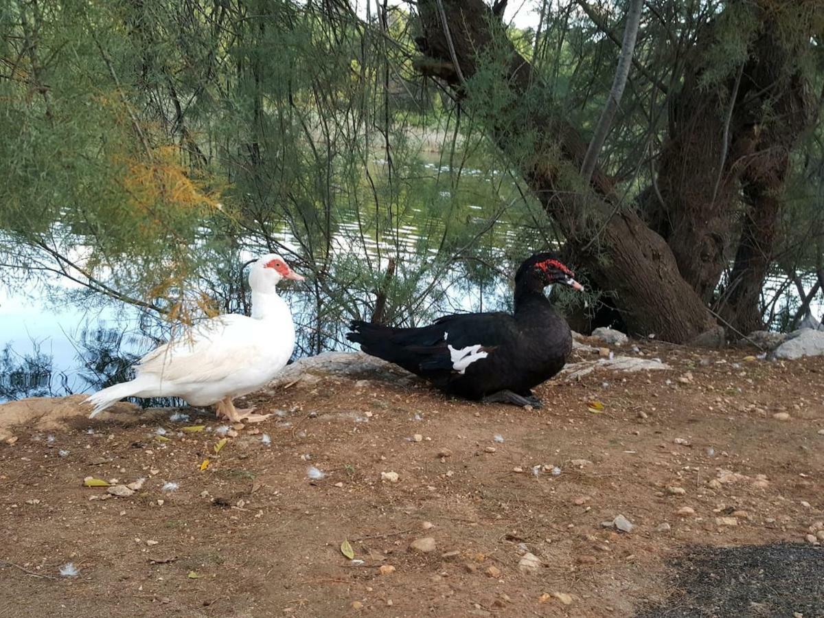 דירות קאן פיקפורט Ronda Playa מראה חיצוני תמונה